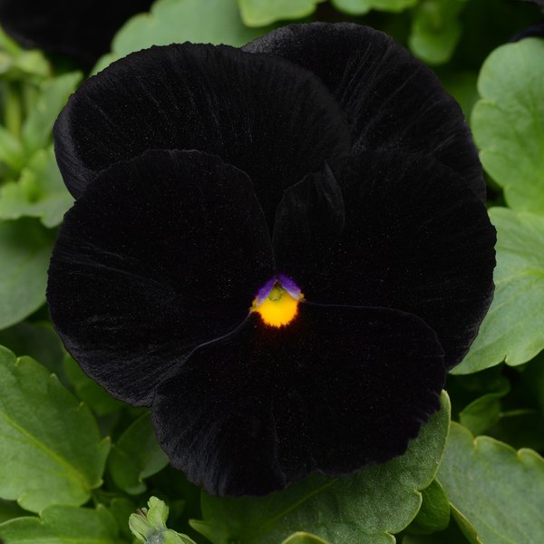 Halloween Midnight pansy