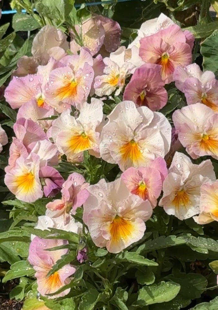 Imperial Antique Shades pansies