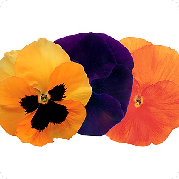 Spooky Mix pansy