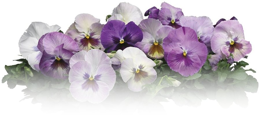 Inspire pansies