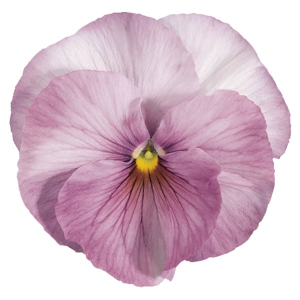 Lilac Shades pansy