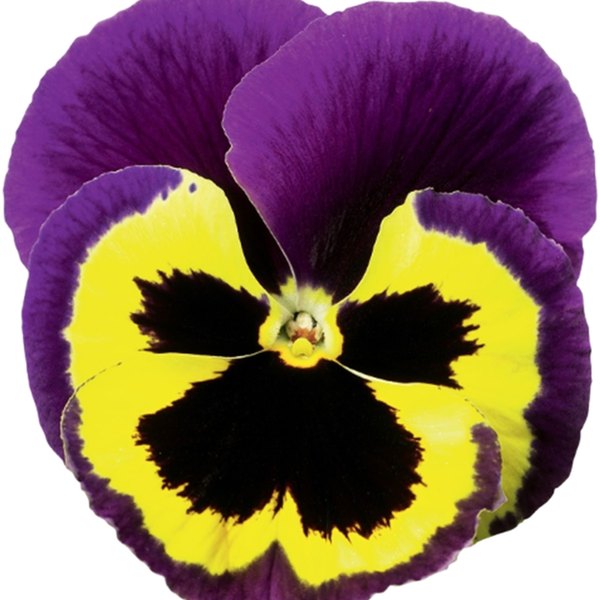 Purple and Yellow pansy