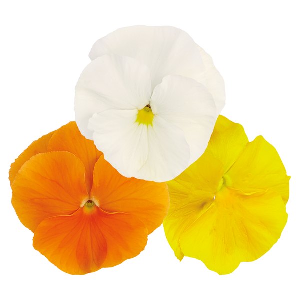 Sunny Day Mix pansy