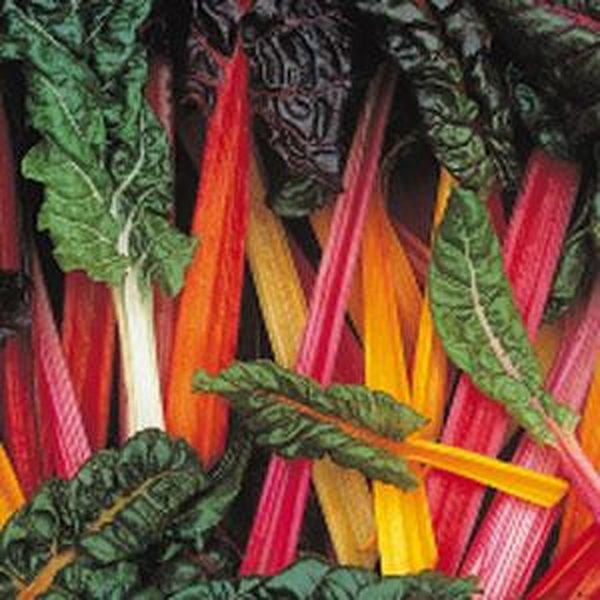 Bright Lights Chard ornamental kale and cabbage