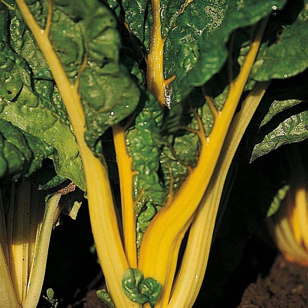 Bright Lights Yellow Chard ornamental kale and cabbage