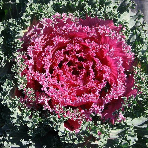 Nagoya Red ornamental kale and cabbage