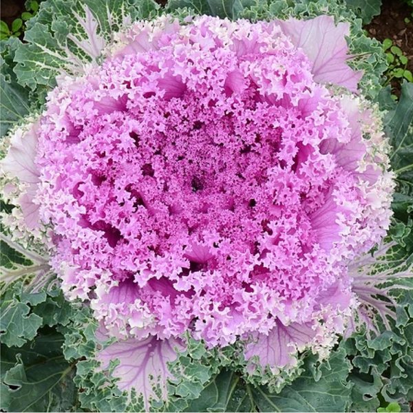 Nagoya Rose ornamental kale and cabbage