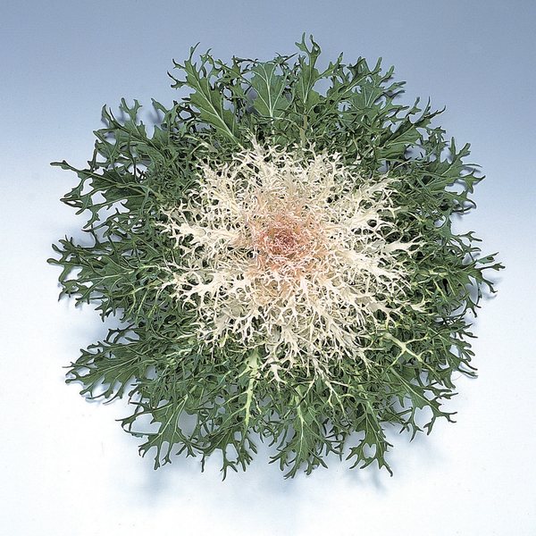 Peacock White ornamental kale and cabbage