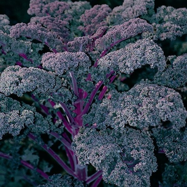 Redbor ornamental kale and cabbage