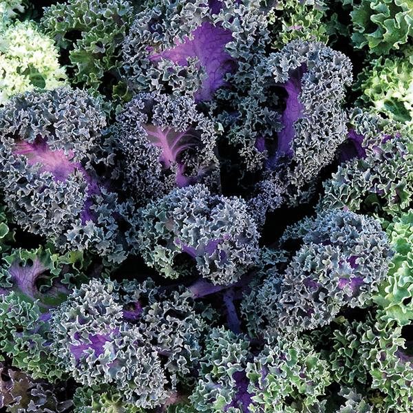 Yokohama Red ornamental kale and cabbage