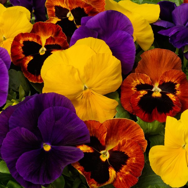 Autumn Mix pansy