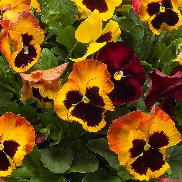 Bonfire Mix pansy