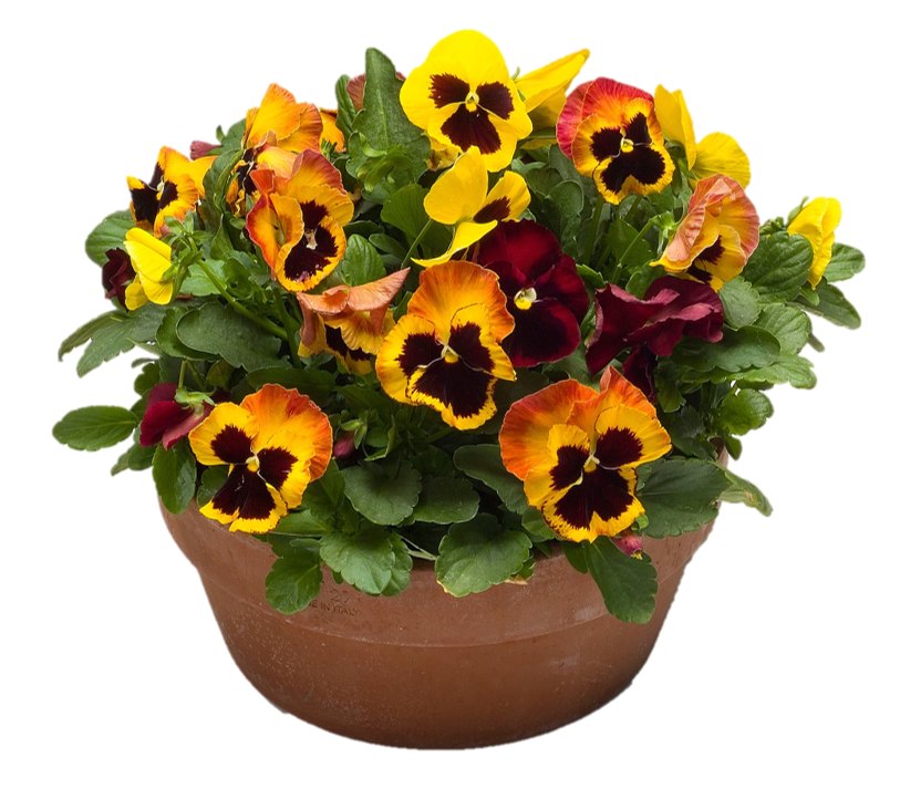 Majestic Giants Bonfire Mix in a pot