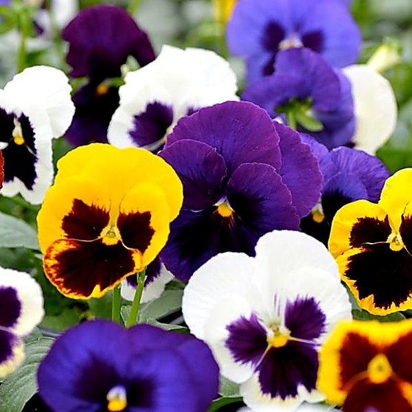 Mix pansy
