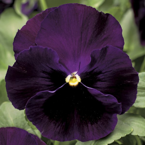 Purple with Blotch pansy