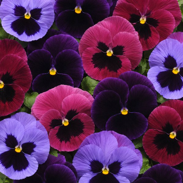 Matrix Amethyst Mix pansy