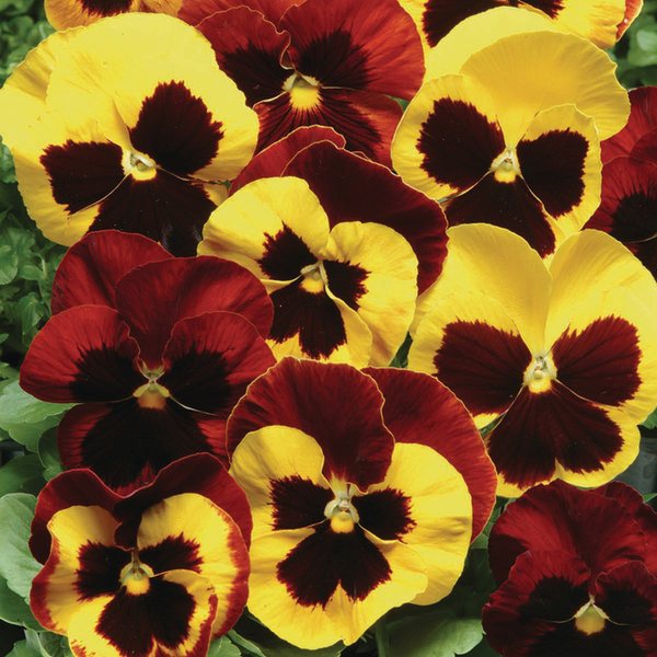 Matrix Autumn Blaze Mix pansy