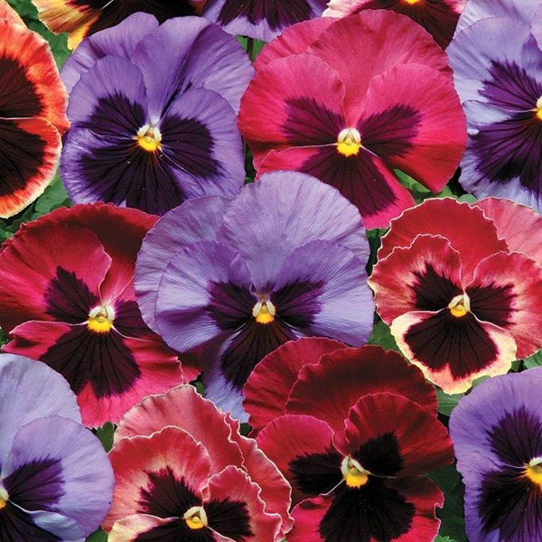 Matrix Coastal Sunrise Mix pansy