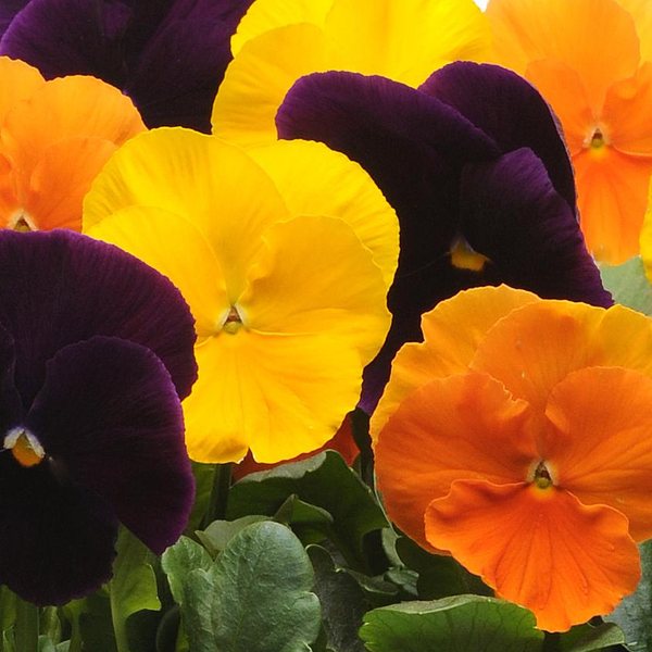 Matrix Harvest Mix pansy