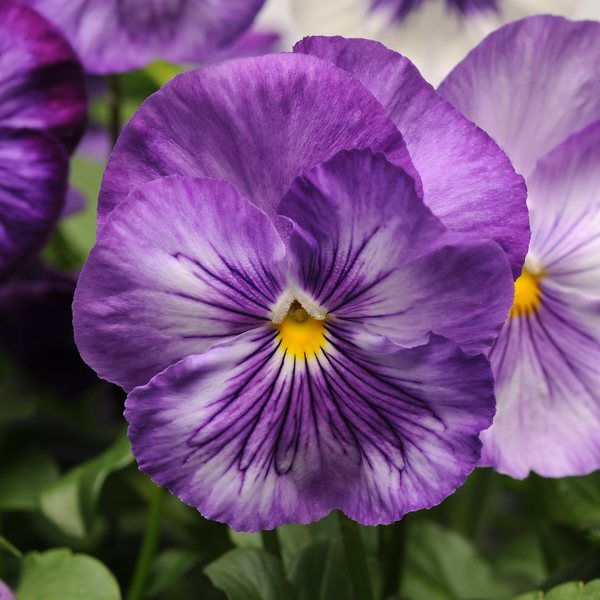 Matrix Lavender Shades pansy