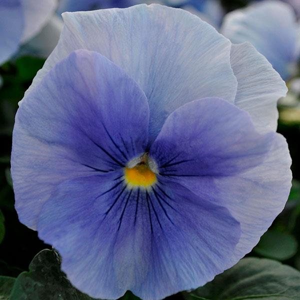 Matrix Light Blue pansy