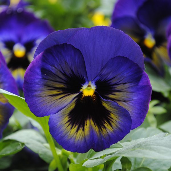 Matrix Midnight Glow pansy