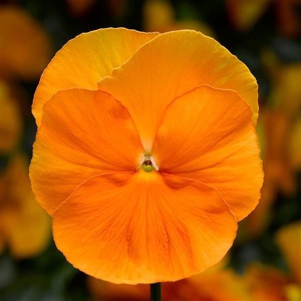 Matrix Orange pansy