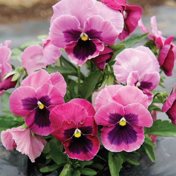 Matrix Pink Shades pansy