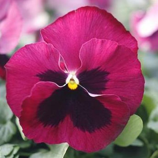 Matrix Rose Blotch pansy