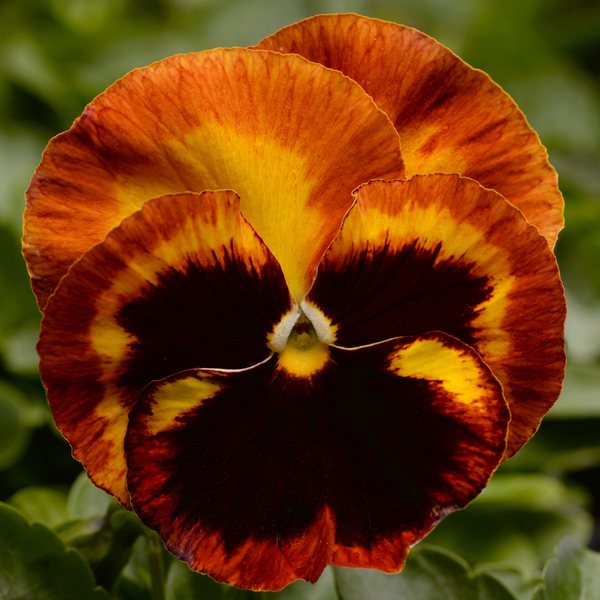 Matrix Solar Flare pansy
