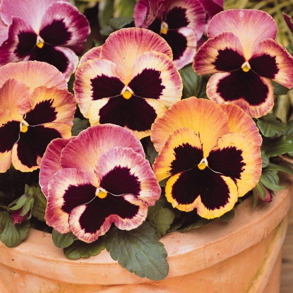 Matrix Sunrise pansy