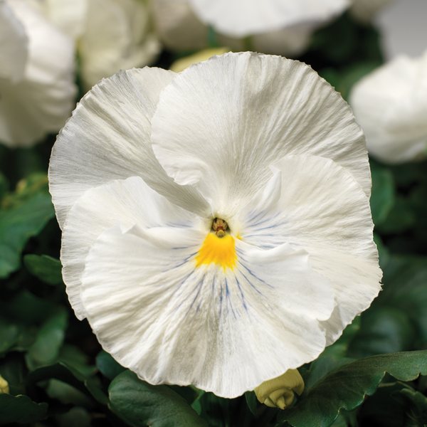 Matrix White pansy