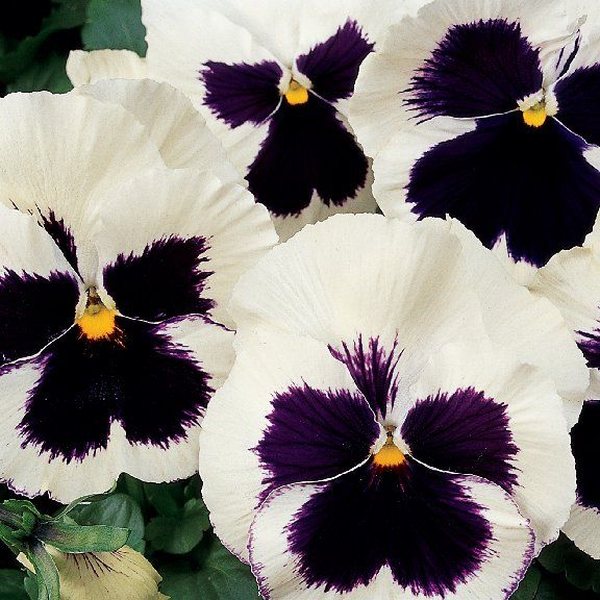 Matrix White Blotch pansy