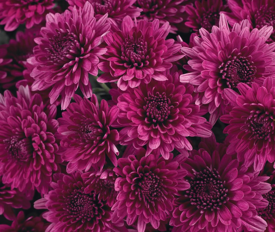 Purple garden mums