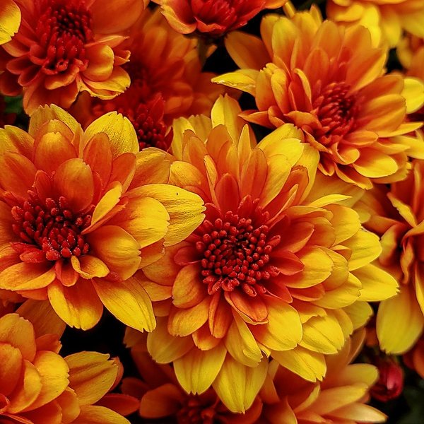 Orange/Bronze garden mum