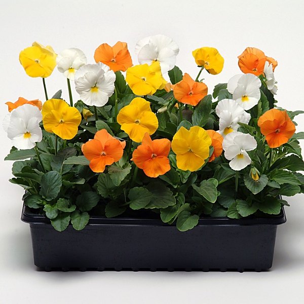Citrus Mix panola