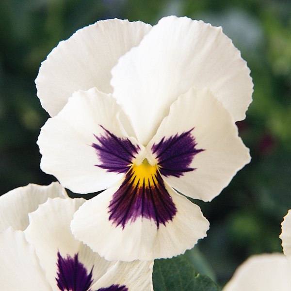 White Blotch panola