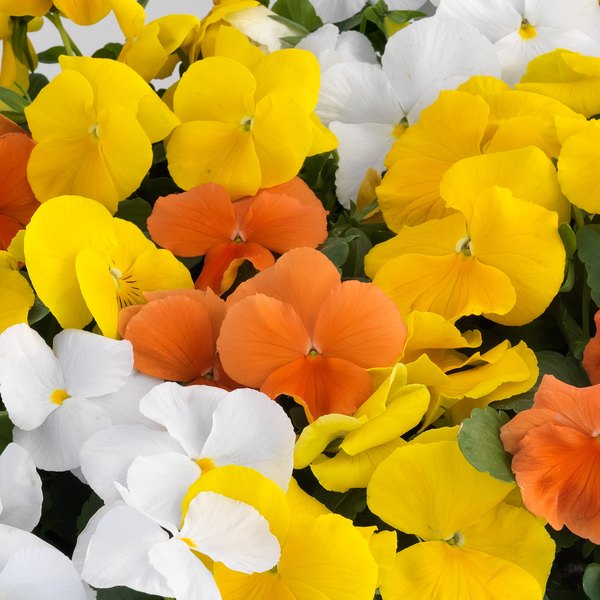 Clear Citrus Mix pansy