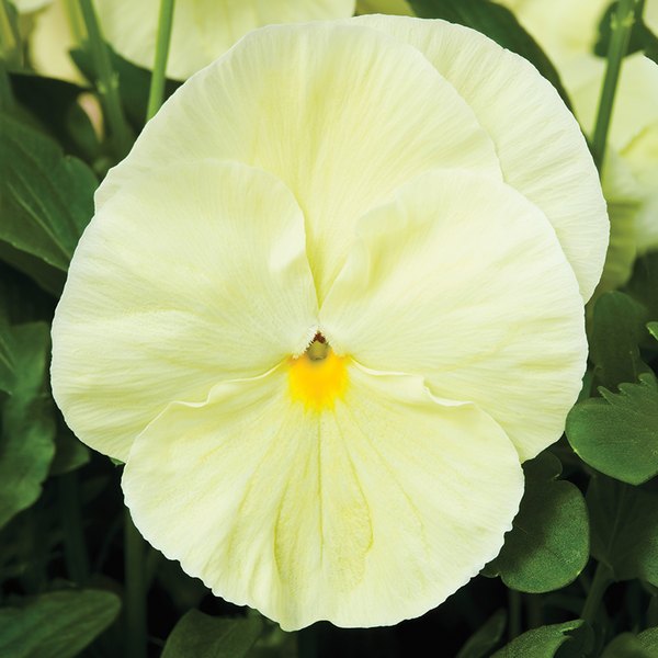 Clear Primrose pansy