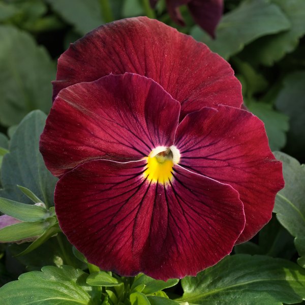 Clear Rose pansy