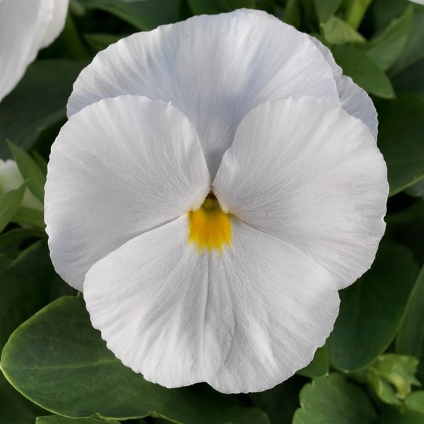 Clear White pansy