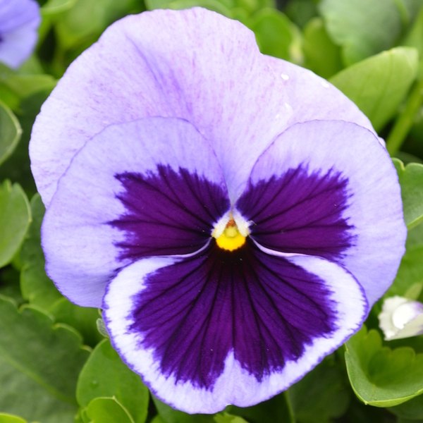 Ocean pansy