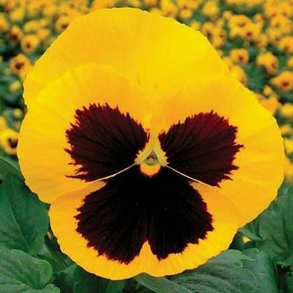 Yellow with Blotch pansy