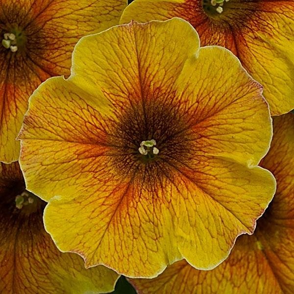 Caramel Yellow petchoa