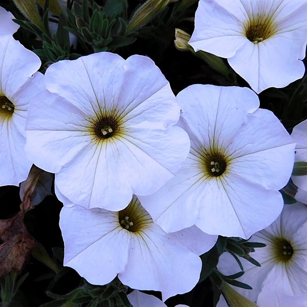 Pearl White petchoa
