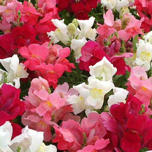 Berry Cream Mix snapdragon