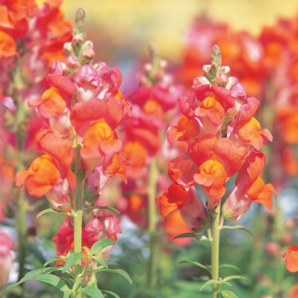 Bronze snapdragon