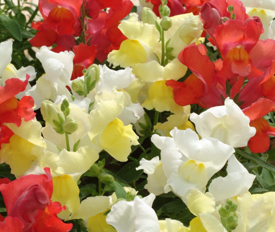 Snapshot Citrus Mix snapdragons