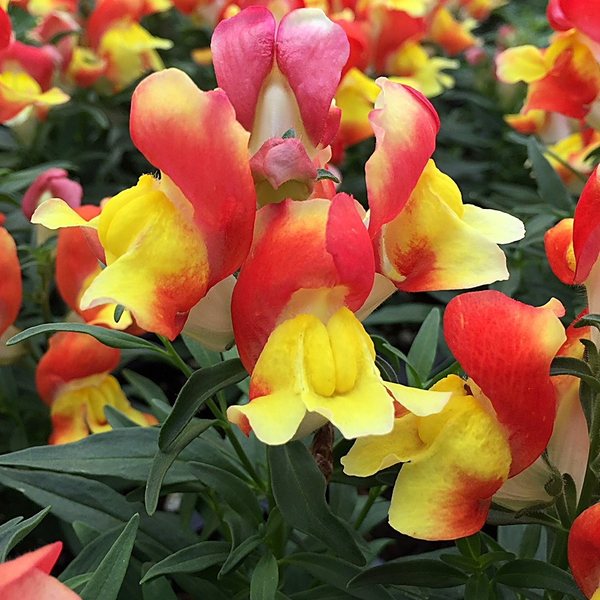 Orange Yellow snapdragon