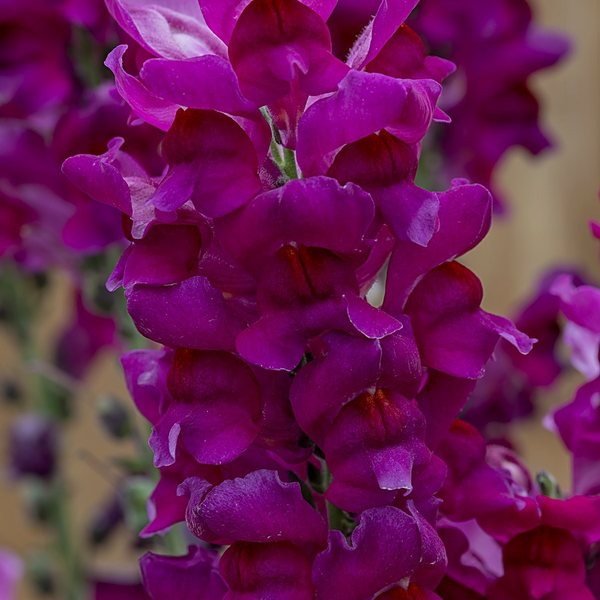Purple snapdragon